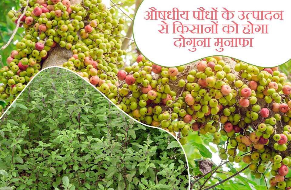 औषधीय पौधों की खेती, किसानों के लिए मुनाफे का दांव